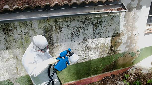 Top rated local Mold Remediation specialists in Midland, PA